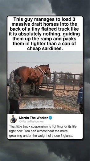 3 MASSIVE HORSES IN ONE TINY TRUCK