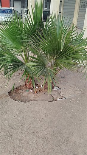 Palm Tree Pruning magically #tree | lawn BM