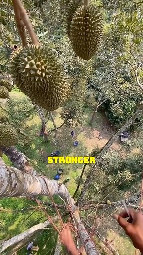 Thailand’s Fiery Durian Harvest Trick #DurianFarming #ThailandTradition #FruitHarvesting #SmartFarming #TropicalFruits | Satisfying Videos