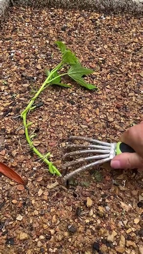 🌿☘️Sweet Potato Farming: How to Propagate and Plant Vine Cuttings! #shorts