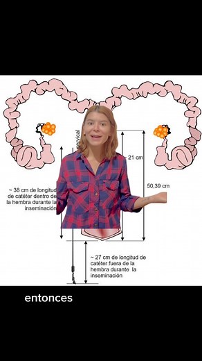 785K views · 13K reactions | Les contamos cómo funciona el aparato reproductor de la cerda de manera #porcicultura fisiológica! #cerdos | soyalanlpz | Facebook