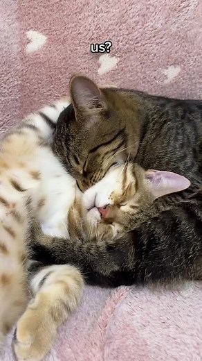 Adorable Cats Cuddling Moments | Relationship Goals