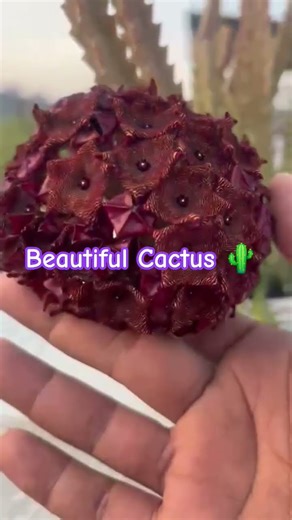 Cactus verity Thuthukadi
