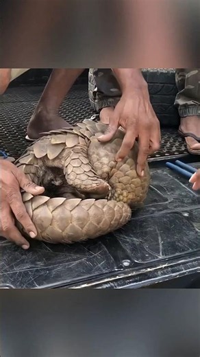 🦔 This Pangolin Got Rescued with Care ❤️ | Incredible Wildlife Rescue Story