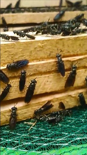 Black Soldier Fly Farming in 60s: Low Cost, High Profit, Zero-Waste Protein #shortsfeed