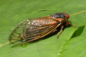 Cicadas to emerge after 17 years as soil temperatures rise