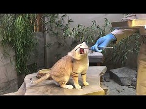 🐱⏳Sand Cat Feeding Time! 😋~ San Diego Zoo Safari Park ~ 2/21/2021