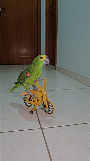 Parrot doing BMX stunts #parrot #birds #bmxplus #bmxlife #bikelife #bike #animals #pets #parrots
