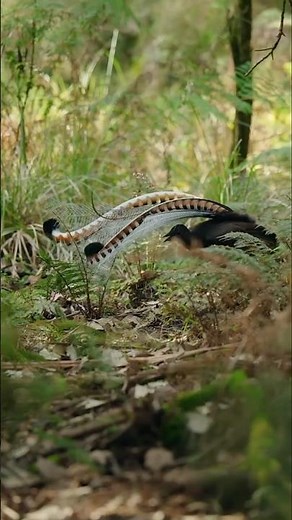 Viral bird master, make people laugh out loud funny videos entertainment +62 viral funny videos