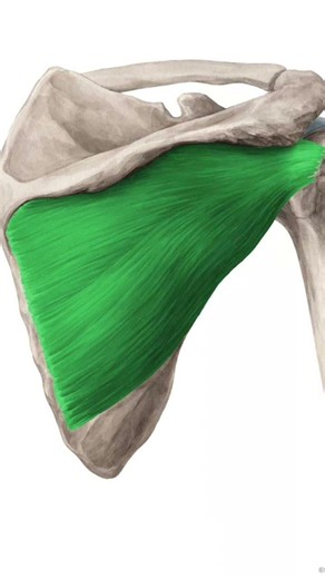 Infraspinatus muscle. #anatomy #anatomyforstudents #physiotherapist