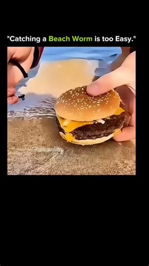 KNOWLEDGE ILLUSION on Instagram: "“Catching a Beach Worm is too easy — if you know the trick.” These creatures hide beneath the sand, but a little bait and patience can pull them right out. Nature is smarter than we think. 🌊🪱 🔹 1. Locate the Right Spot Beach worms live just under the wet sand, usually where waves retreat. 🔹 2. Use Strong-Smelling Bait Fish scraps or prawns draw them out because they rely on scent. 🔹 3. Wiggle the Bait Gently The worm rises slowly toward the smell, exposing 