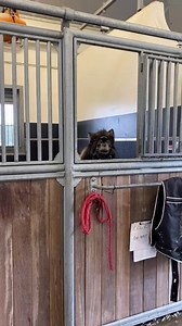 355-Toi aussi tu as un mini poney_ 🥰😂 #poney #cheval #pferd #pony #horsegirl | Equitom