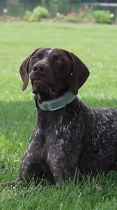 Introducing the all-new, full service Invisible Fence® GPS Collar Pro Series featuring expert set-up and certified training by the originators of pet containment: Invisible Fence® Brand. | Invisible Fence Brand | Facebook