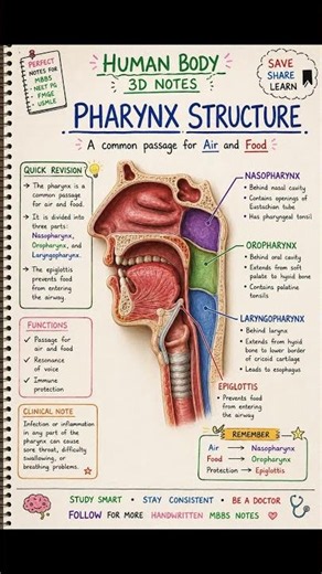 Pharynx Anatomy in 30 Seconds 🔥 | MBBS Handwritten Notes #shortsviral