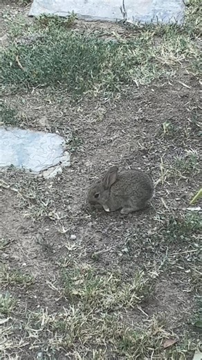 Baby Hare = #cute #nature #animal #life