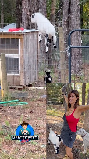 Mary Burke on Instagram: "🐐 Arnie is a jumper. #themaryburke #arniethegoat"