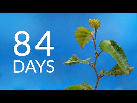 Growing a BIRCH TREE from seed Time-lapse
