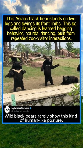 Is this bear really dancing? The truth about zoo animal habits#asiaticblackbear#bearfacts#zooanimals