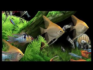 Dream Aquarium is a next-generation virtual aquarium