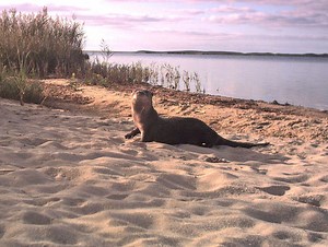 You 'otta Know About Your Otters