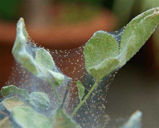 Spider Mites: Identifying Symptoms, Causes, and Effective Treatments for Your Garden - Care Guide | ForwardPlant