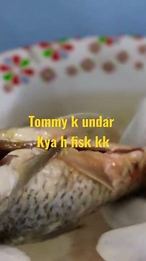 Digestive system of fish