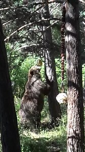 90K views · 1.3K reactions |  В ПАРК ЗА МЕЧКИ Белица, лятото...