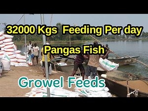 Pangasius Fish Feeding - Growel Fish Feed| Fish Farming Business| Feeding Techniques- Feeding Method