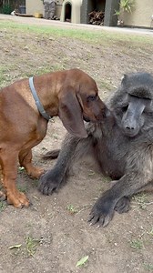 When your child doesn’t know the definition of personal space 😂 #cindythebaboon #momlife #puppylove *I’m a rescue not a pet | Cindy The Baboon