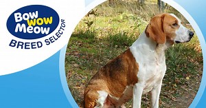 Meet the Foxhound (English/ American)!