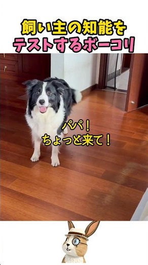 Border Collies are so smart they're a problem