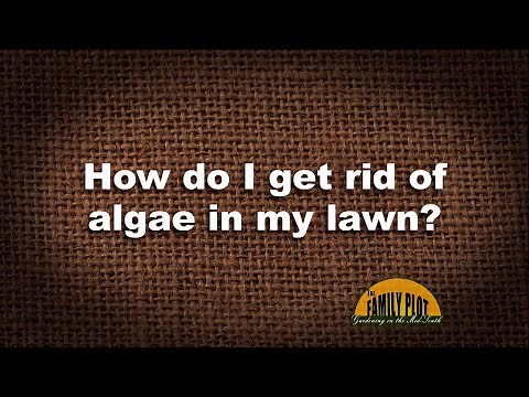 Q&A – How do I get rid of algae in my lawn?