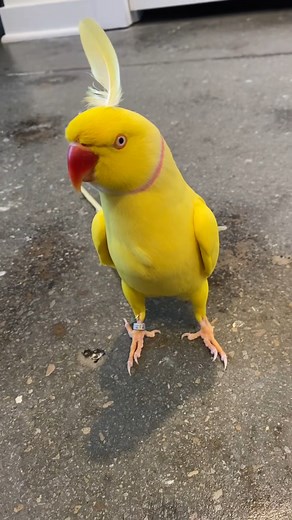 879K views · 10K reactions | Bird leaf  #stellathebird #birdtok #indianringneck #parrots #birdleaf #reelsvideo #reelsfb #reels2023 | Josephmark | Facebook