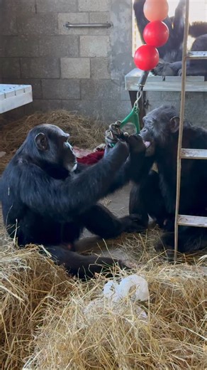 Age does not matter when it comes to friendship🙈Kramer is 23 years old and Larry is 42. It’s always nice to see one of the older residents playing with the younger ones❤️ Kramer and Larry live in Ron’s Family and this building is connected to a 3 acre island habitat! | Save the Chimps, Inc.