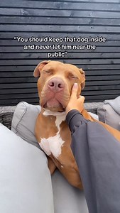 2.2K views · 25K reactions | The best prom date 懶 #dogsofinstagram #dog #doglover #xlbully #dogsofinsta #love #doglife #dogsofig #dogstagram #dogoftheday #prom #mylove | costa.xlbully | Facebook