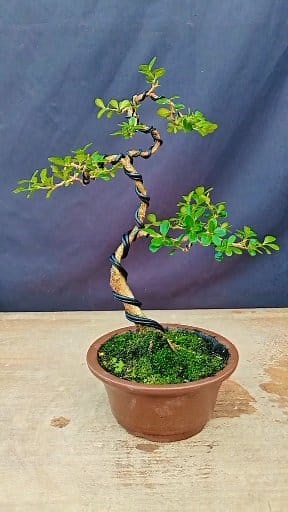 270K views · 3.8K reactions | Boxwood bonsai material styling tree #Bonsai #Bonsai_Making #Boxwood | Nazim's Bonsai | Facebook