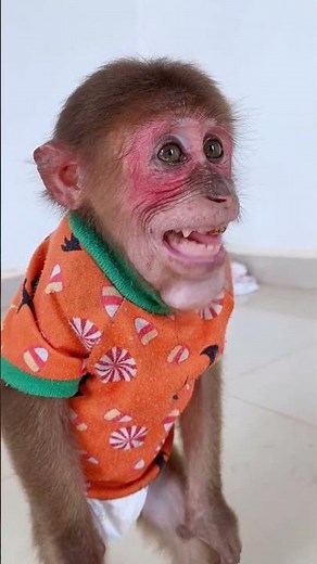 Icy Smiling So cute #monkey #icy #cute #animals #bea3