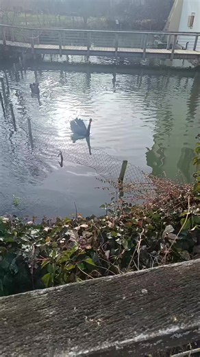 addendum 4 comunitatea săraci (@addendum4)’s videos with sunet original - addendum 4 comunitatea săraci