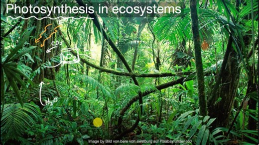 Photosynthesis in ecosystems
