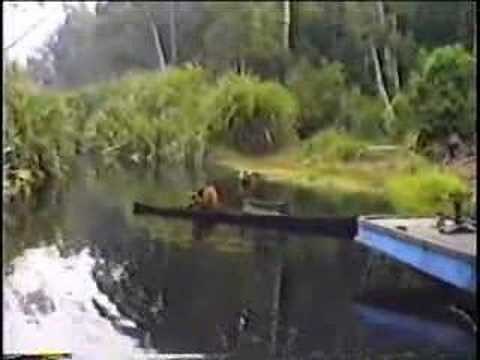 Orangutan Pirates of Borneo