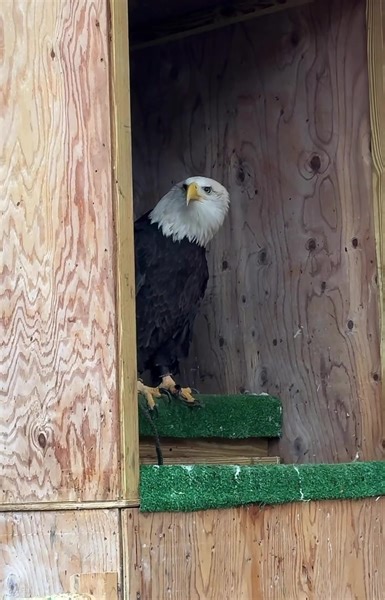 We can always count on Aurora vocalizing when she sees Christine ❤️ Christine is the one who, through positive reinforcement training, spent months sitting in with and working with Aurora when Aurora first arrived here. That training was where we discovered Aurora’s LOVE of trout filets, a love that has never died! She always has a “greeting” for Christine and their bond of mutual respect has held fast for the almost 8 years Aurora has been here 🦅 | Christine's Critters Inc.