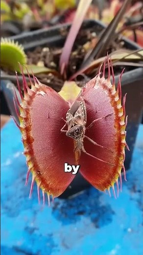 Why Dont Venus Flytraps Get Tricked By Rain?!