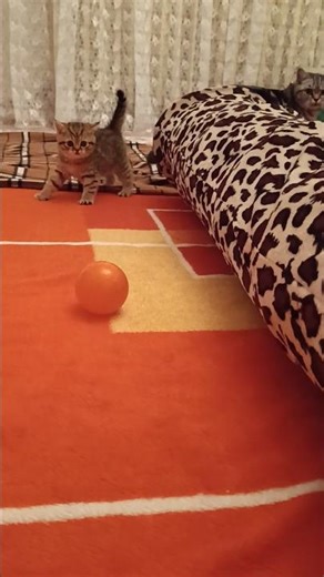 esti játék a macska szobában ☺️😺 #britmacska #kiscica #macska #cicavideo