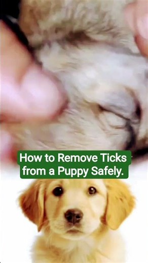 How to Remove Ticks from a Puppy Safely.