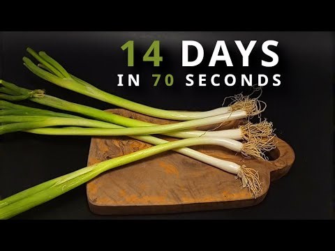 Spring Onion Time-Lapse: 14 Days in 70 Seconds
