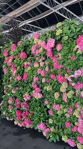 1.8K views · 27 reactions | One thing about a hydrangea wall, is that it's going to EAT every single time | Endless Summer Hydrangeas | Facebook