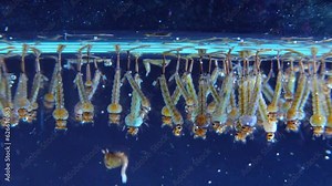 Culex pipiens (the common house mosquito or northern house mosquito)