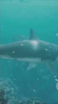 Sawfish Hunting | Part 1