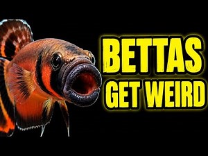 10 Betta Species You’ve Never Seen Before