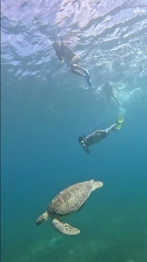 Swimming with Sea Turtles in Culebra, Puerto Rico: A Magical Underwater Adventure!